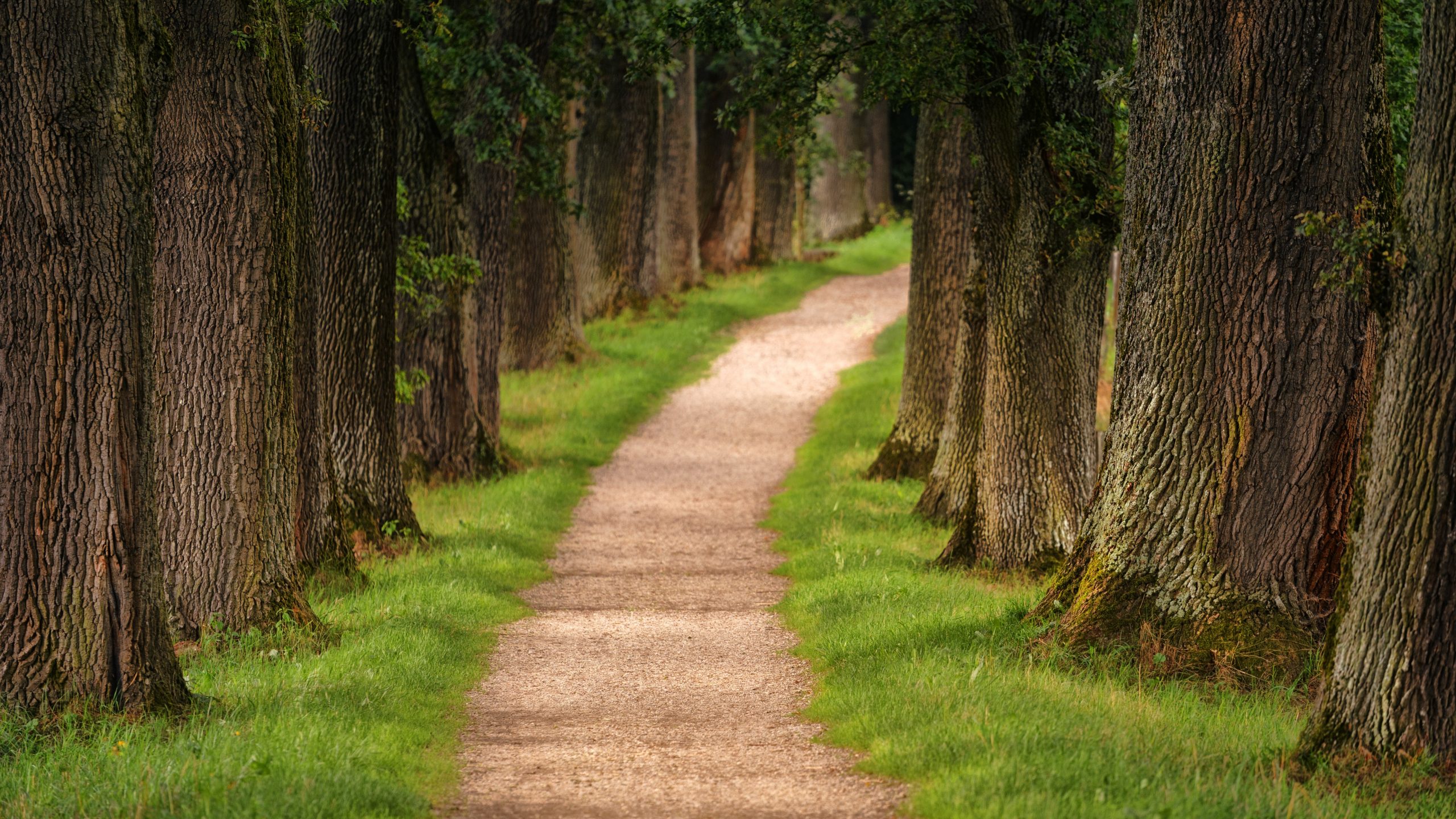 pathway